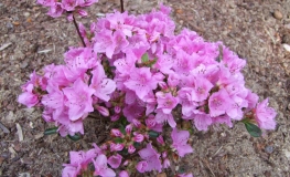 Otava - Azalia japońska - Otava - Rhododendron