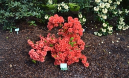 obtusum - Japanese azalea - obtusum - Rhododendron