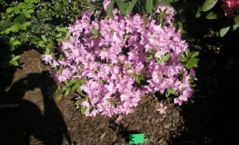 Staccato - Japanese azalea - Staccato - Rhododendron