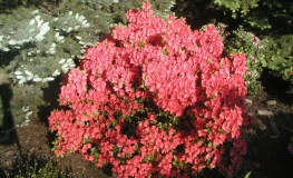 Geisha Orange - Japanese azalea - Geisha Orange - Rhododendron