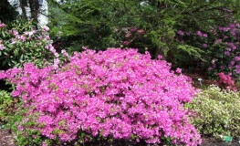 Orlice - Azalia japońska - Orlice - Rhododendron