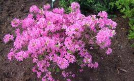 poukhanense - Japanese Azalea - poukhanense - Rhododendron; Rhododendron yedoense var. poukhanense