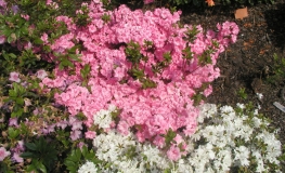 Rosebud - Japanese azalea - Rosebud - Rhododendron
