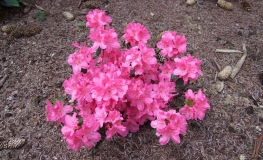 Kirstin - Azalia japońska - Kirstin - Rhododendron