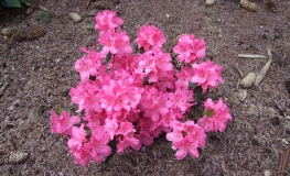 Kirstin - Japanese Azalea - Kirstin - Rhododendron