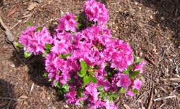 Königstein - Japanische Azalee - Königstein - Rhododendron