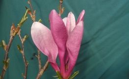 Betty - Magnolie - Magnolia Betty ; Magnolia liliiflora 'Betty'