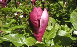 liliiflora 'Nigra' - purple magnolia - Magnolia liliiflora Nigra