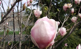 x soulangeana 'Verbanica' - magnolia pośrednia; magnolia Soulange'a - Magnolia x soulangeana 'Verbanica'