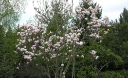 soulangeana - saucer magnolia - Magnolia x soulangeana