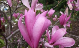 Ann - magnolia - Magnolia Ann