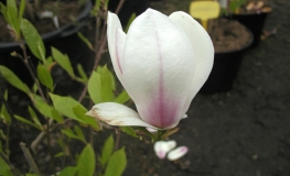 x soulangeana 'Amabilis' - magnolia pośrednia; magnolia Soulange'a - Magnolia x soulangeana 'Amabilis'