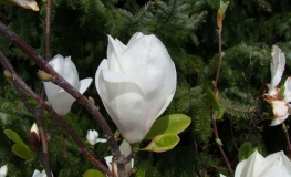 Superba - magnolia pośrednia; magnolia Soulange'a - Magnolia x soulangeana 'Superba'