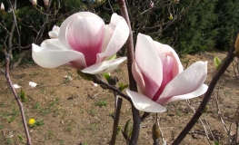 Burgundy - magnolia pośrednia; magnolia Soulange'a - Magnolia x soulangeana 'Burgundy'