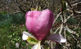 Lennei - magnolia pośrednie; magnolia Soulange'a - Magnolia xsoulangeana 'Lennei'