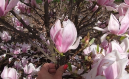 x soulangeana 'Alexandrina' - magnolia pośrednia ; magnolia Soulange'a - Magnolia x soulangeana 'Alexandrina'