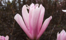 x soulangeana 'Heaven Scent' - magnolia pośrednia; magnolia Soulange'a - Magnolia x soulangeana 'Heaven Scent'