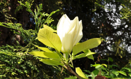 YELLOW RIVER - 'Fei Huang' - Yulan-Magnolie - Magnolia denudata 'Fei Huang' ; Magnolia denudata YELLOW RIVER