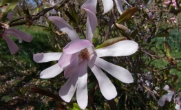 x loebneri 'Merrill' - magnolia Loebnera - Magnolia x loebneri 'Merril'l