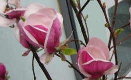 Ruby - magnolia - Ruby - Magnolia Ruby