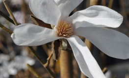 Wada's Memory - magnolia - Magnolia 'Wada's Memory'