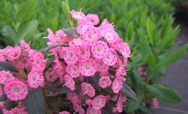 Kalmia angustifolia - Mountain Laurel - Kalmia angustifolia