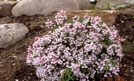 Andromeda polifolia 'Nikko' - modrzewnica zwyczajna - Andromeda polifolia 'Nikko'