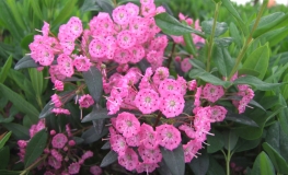 Kalmia angustifolia 'Rubra' - kalmia wąskolistna - Kalmia angustifolia 'Rubra'