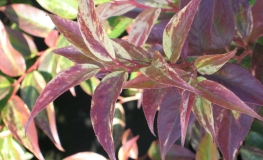 Leucothoe fontanesiana 'Rainbow' - Dog Laurel - Leucothoe fontanesiana'Rainbow'