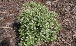 Pieris japonica 'Variegata' - pieris japoński - Pieris japonica 'Variegata'