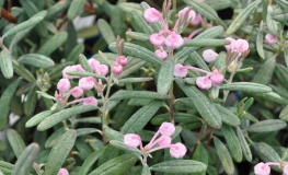 Andromeda polifolia 'Blue Ice' - Lavendelheide - Andromeda polifolia 'Blue Ice'