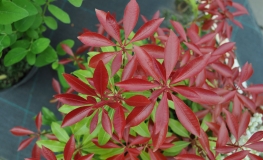 Pieris japonica 'Mountain Fire' - Japanische Lavendelheide - Pieris japonica 'Mountain Fire'