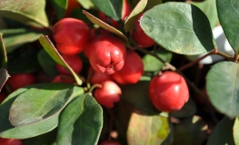 Gaultheria procumbens - Scheinbeeren ; Wintergrünstrauch  ;  Wintergrün - Gaultheria procumbens