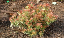 Pieris japonica 'Little Heath' - pieris japoński - Pieris japonica 'Little Heath'