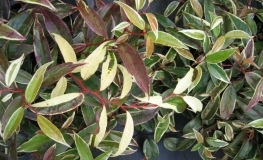 Leucothoe fontanesiana - kiścień wawrzynowy - Leucothoe fontanesiana
