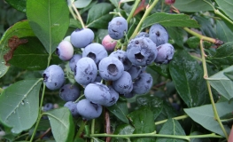 Sierra - Borówka amerykańska - Sierra - Vaccinium corymbosum