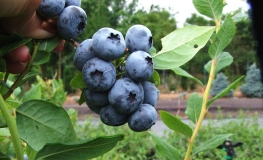 Bluecrop - borówka amerykańska - Bluecrop - Vaccinium corymbosum