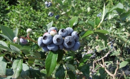 Darrow - Highbush blueberry - Darrow - Vaccinium corymbosum