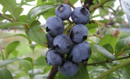 Spartan - Highbush blueberry - Spartan - Vaccinium corymbosum