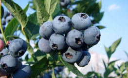 Brigitta - borówka amerykańska - Brigitta - Vaccinium corymbosum