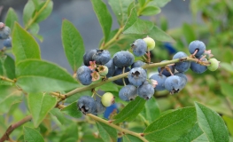 Putte - Lowbush Blueberry - Putte - Vaccinium angustifolium x Vaccinium corymbosum