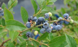 Putte - borówka niska - Putte - Vaccinium angustifolium x Vaccinium corymbosum