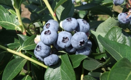 Chandler - Highbush blueberry - Chandler - Vaccinium corymbosum