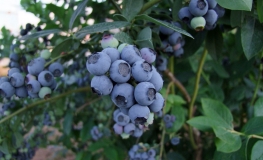 Earliblue - Highbush blueberry - Earliblue - Vaccinium corymbosum