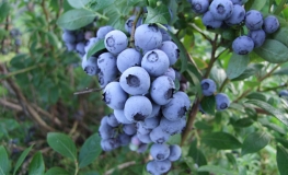 Duke - Highbush blueberry - Duke - Vaccinium corymbosum