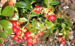 Vaccinium vitis-idaea 'Red Pearl' - Lingonberry - Vaccinium vitis-idaea 'Red Pearl'