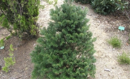 Abies alba 'Pyramidalis' - Pyramidalis Silver Fir - Abies alba 'Pyramidalis'