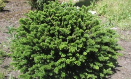 Abies koreana 'Oberon' - Koreanische Zwergtanne ;  Korea-Tanne - Abies koreana 'Oberon'