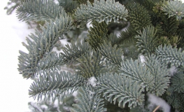 Abies procera 'Glauca' - Пихта высокая - Abies procera 'Glauca'