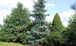 Abies concolor 'Violacea' - Пихта одноцветная - Abies concolor 'Violacea'